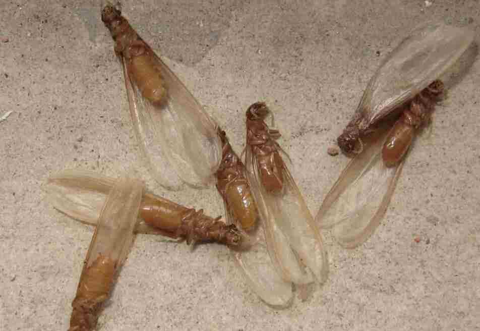 白蚁防治